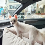 마이펫펫택시