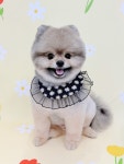몽띠끄펫