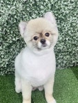 헤어멍펫살롱