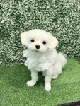 헤어멍펫살롱