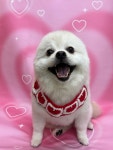 댕댕아 이리온