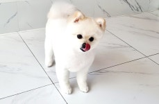 발바리 BALBARI 애견미용실