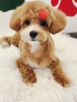 발바리 BALBARI 애견미용실