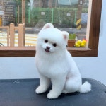 도그힙