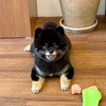 도그힙