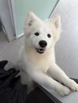 댕댕미장원