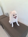 마이펫살롱
