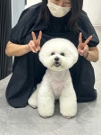 댕댕미장원