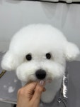 댕댕미장원