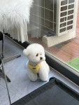 댕댕미장원