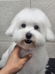 까까펫살롱