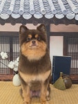 꽁꼼하개