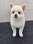 까까펫살롱