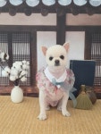 꽁꼼하개