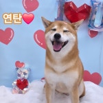 하이멍 애견미용실&애견호텔