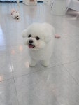 포실하개