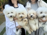 부산강아지분양 앨리펫