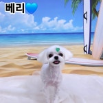 하이멍 애견미용실&애견호텔