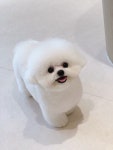 부산강아지분양 앨리펫
