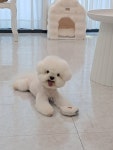 포실하개