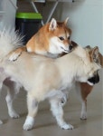 큰댕댕개치원 중대형견 애견호텔&유치원