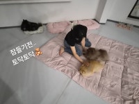 코코낸내 애견호텔