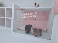 코코낸내 애견호텔