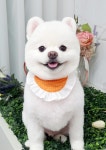 퍼피쌀롱 애견미용실