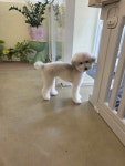 이리오시개