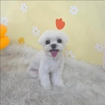 멍멍1길 23