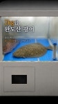 조선회선생