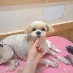 멍멍1길 23