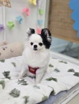영하개