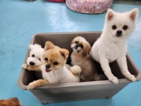 애견훈련소 보담