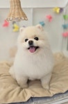 영하개