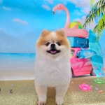 펫미리애견샵