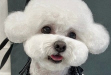 털로덮인친구들 애견미용실
