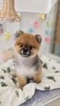 영하개