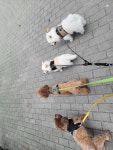 디어멍