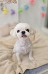 영하개