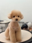 그루밍호찌