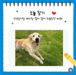 브이아이피독 애견훈련소