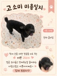 커들리독