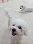 가치있개 반려견 유치원 & 미용실