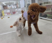 가치있개 반려견 유치원 & 미용실