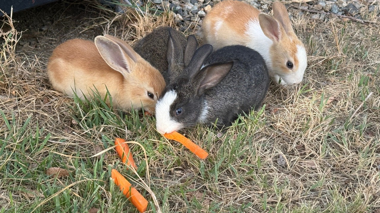 밤부카페 고령다산점