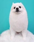 펫밀리샵