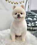 펫밀리샵