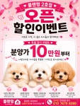 대구강아지분양플랜멍 본점