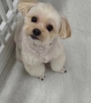 꼬무별